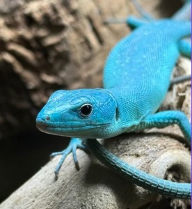 2 gastropholis prasina blue